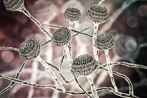 Anti-Fungal